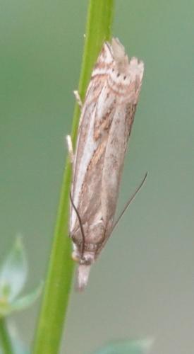 Réf. 329 192 : Crambus lathoniellus